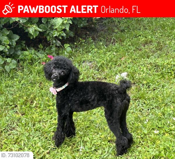 Lost Female Dog last seen Capri, Orlando, FL 32832