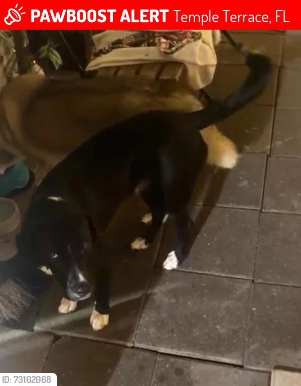 Lost Male Dog last seen Near rainbow Dr temple terrace fl 33617, Temple Terrace, FL 33617