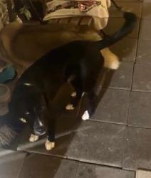Lost Male Dog last seen Near rainbow Dr temple terrace fl 33617, Temple Terrace, FL 33617