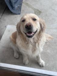 Lost Female Dog last seen Macdonald Ave & 8th st, Richmond, CA 94801