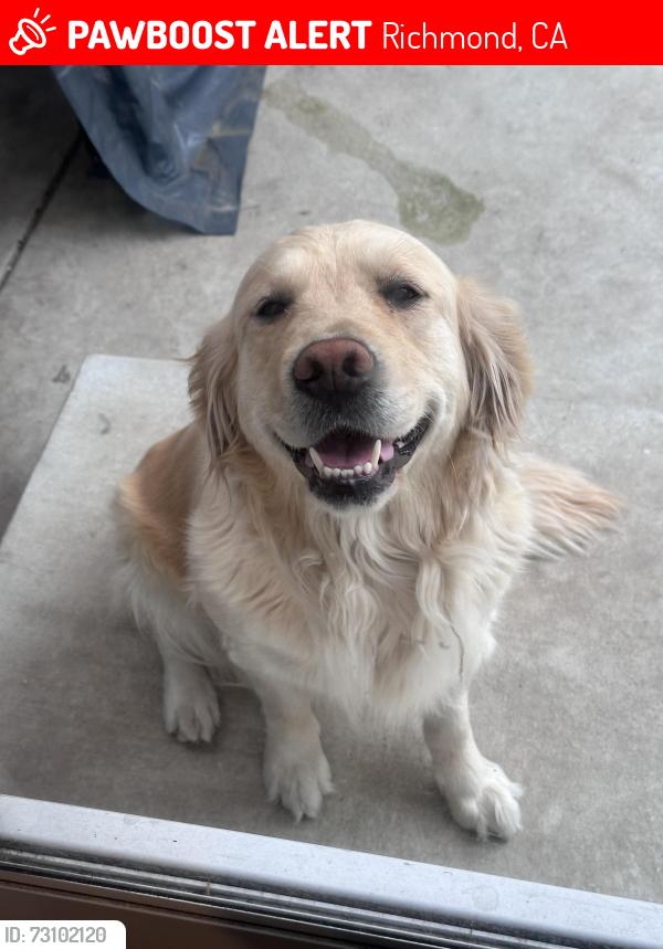 Lost Female Dog last seen Macdonald Ave & 8th st, Richmond, CA 94801