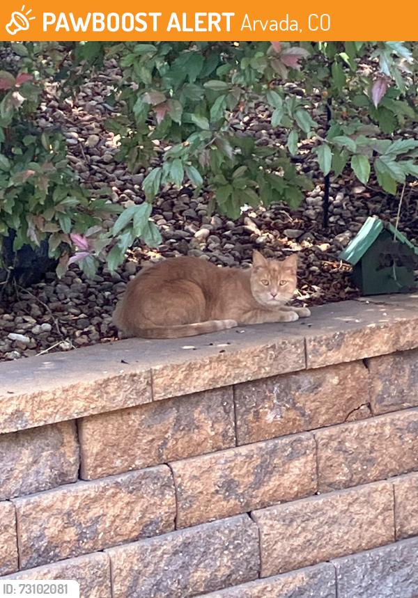 Found/Stray Unknown Cat last seen Near w 93rd ave, backyard, Arvada, CO 80007