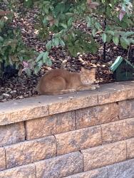Found/Stray Unknown Cat last seen Near w 93rd ave, backyard, Arvada, CO 80007