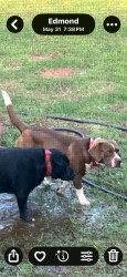 Lost Male Dog last seen Waterloo Rd and Douglas, Logan County, OK 73007