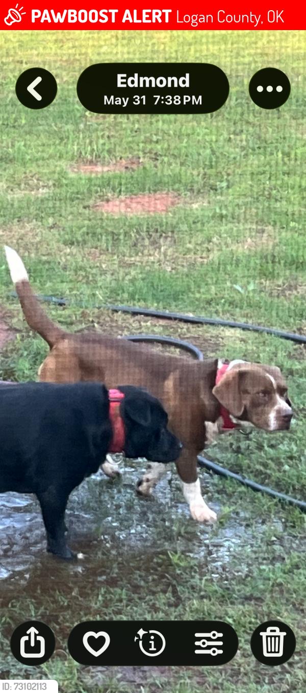 Lost Male Dog last seen Waterloo Rd and Douglas, Logan County, OK 73007