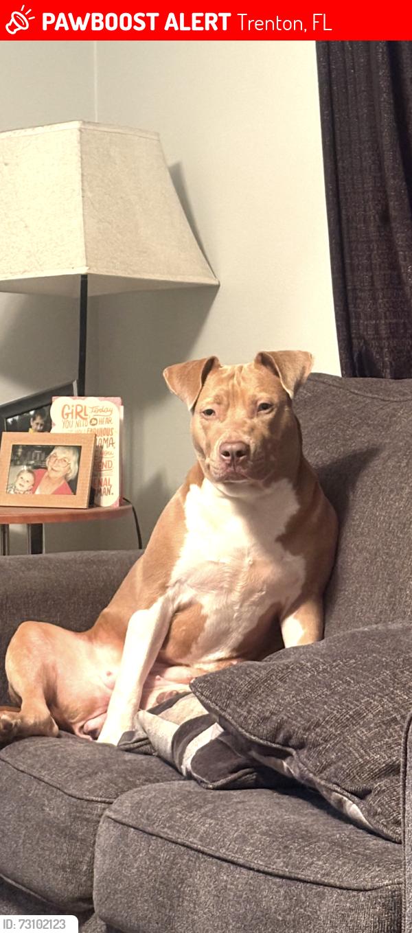 Lost Female Dog last seen Near nw 165th st Trenton fl 32693, Trenton, FL 32693