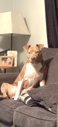 Lost Female Dog last seen Near nw 165th st Trenton fl 32693, Trenton, FL 32693