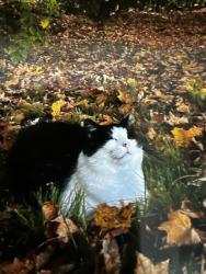 Lost Male Cat last seen Eustisfarm Lane, Cincinnati, OH 45243