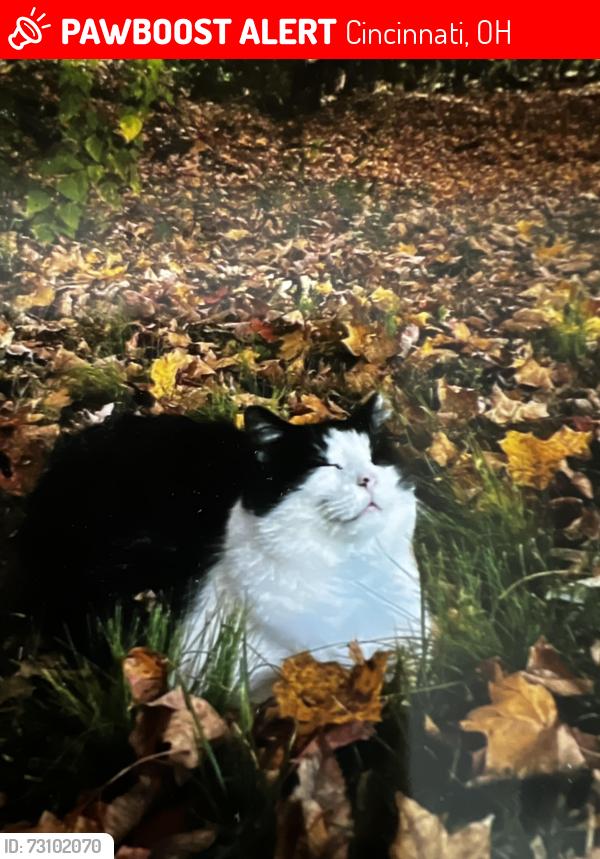 Lost Male Cat last seen Eustisfarm Lane, Cincinnati, OH 45243