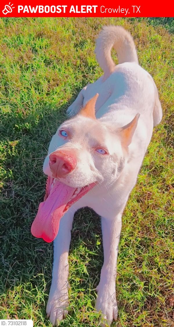 Lost Male Dog last seen Crowley Road, Crowley, TX 76036