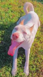 Lost Male Dog last seen Crowley Road, Crowley, TX 76036