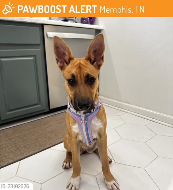 Found/Stray Female Dog last seen N Trezevant St & Jackson Ave, Memphis, TN 38112