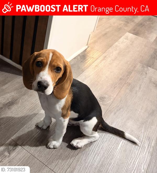 Lost Male Dog last seen Peter Canyon Trail, Orange County, CA 92705