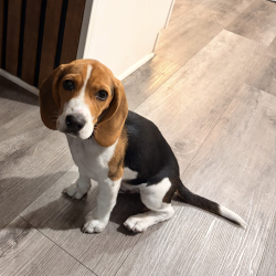 Lost Male Dog last seen Peter Canyon Trail, Orange County, CA 92705
