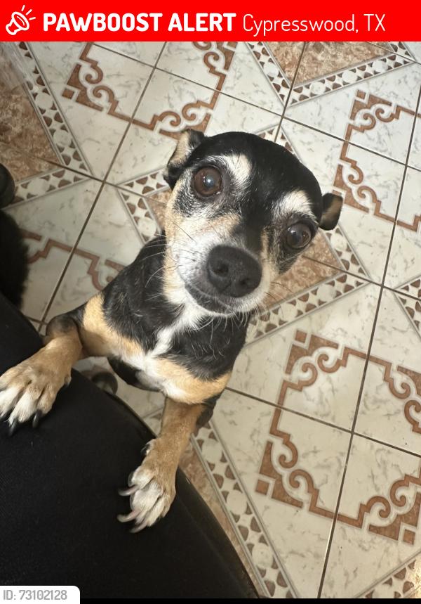 Lost Female Dog last seen Cypresswood and kuykendahl, Cypresswood, TX 77388