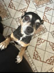 Lost Female Dog last seen Cypresswood and kuykendahl, Cypresswood, TX 77388