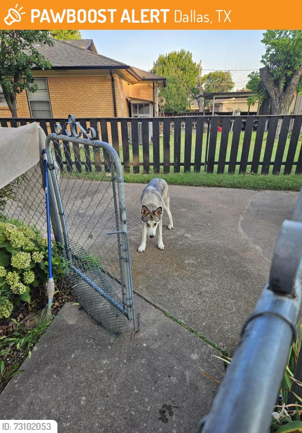 Found/Stray Male Dog last seen Viewcrest Dr and Peavy, Dallas, TX 75228