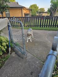 Found/Stray Male Dog last seen Viewcrest Dr and Peavy, Dallas, TX 75228