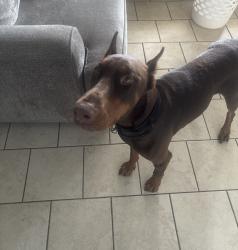 Reunited Male Dog last seen Near Floridana Rd , DeBary, FL 32713