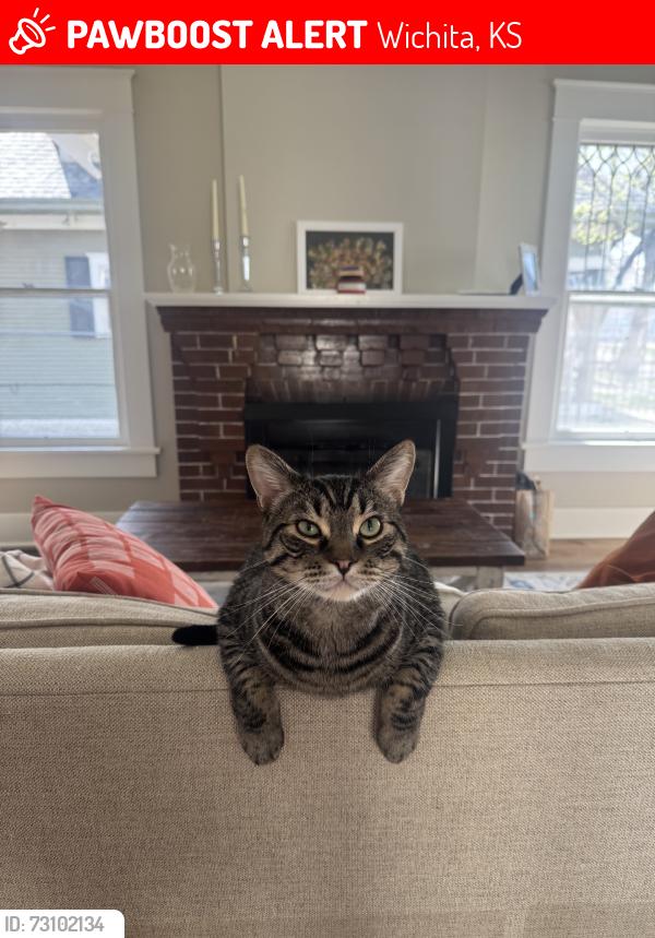 Lost Male Cat last seen S Water St, Wichita, KS 67213