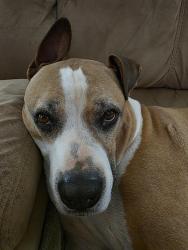Reunited Male Dog last seen Pebble Creek on Danforth and Santa Fe, Edmond, OK 73003