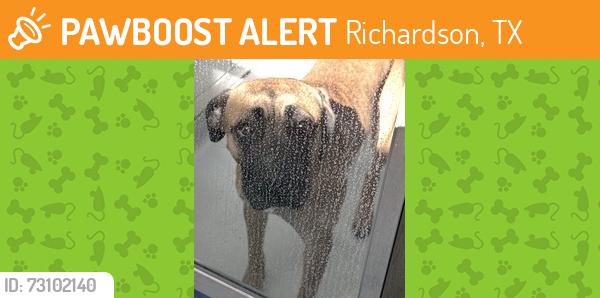 Found/Stray Unknown Dog last seen Green Meadow Dr and JJ Pearce, Richardson, TX 75080