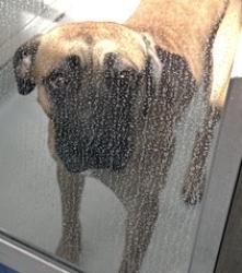 Found/Stray Unknown Dog last seen Green Meadow Dr and JJ Pearce, Richardson, TX 75080