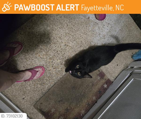 Found/Stray Male Cat last seen Beach st, Fayetteville, NC 28303