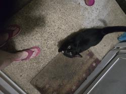 Found/Stray Male Cat last seen Beach st, Fayetteville, NC 28303