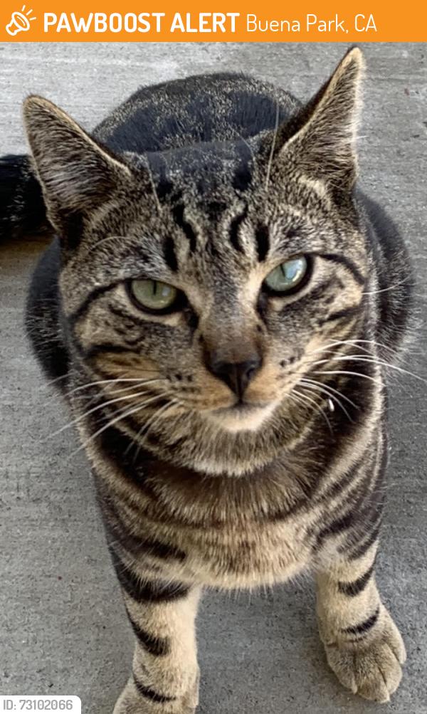 Found/Stray Male Cat last seen Found in Beach Blvd. and Knott Ave area, Buena Park, CA 90621