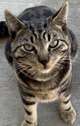 Found/Stray Male Cat last seen Found in Beach Blvd. and Knott Ave area, Buena Park, CA 90621