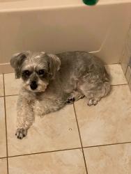 Lost Female Dog last seen Near St. Anne’s and Kennesaw Ave, Marietta, GA 30064