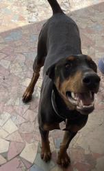 Reunited Male Dog last seen Near Floridana Rd Debary Fl 32713, DeBary, FL 32713