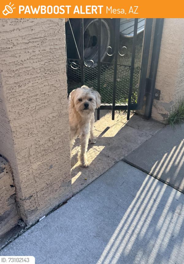 Found/Stray Male Dog last seen E. 8th ave and Mesa drive, Mesa, AZ 85204