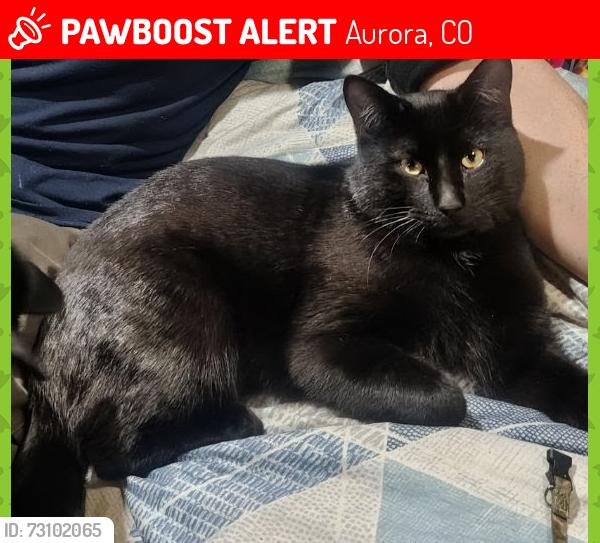 Lost Male Cat last seen Mississippi and Chambers, Aurora, CO 80017
