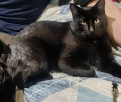 Lost Male Cat last seen Mississippi and Chambers, Aurora, CO 80017