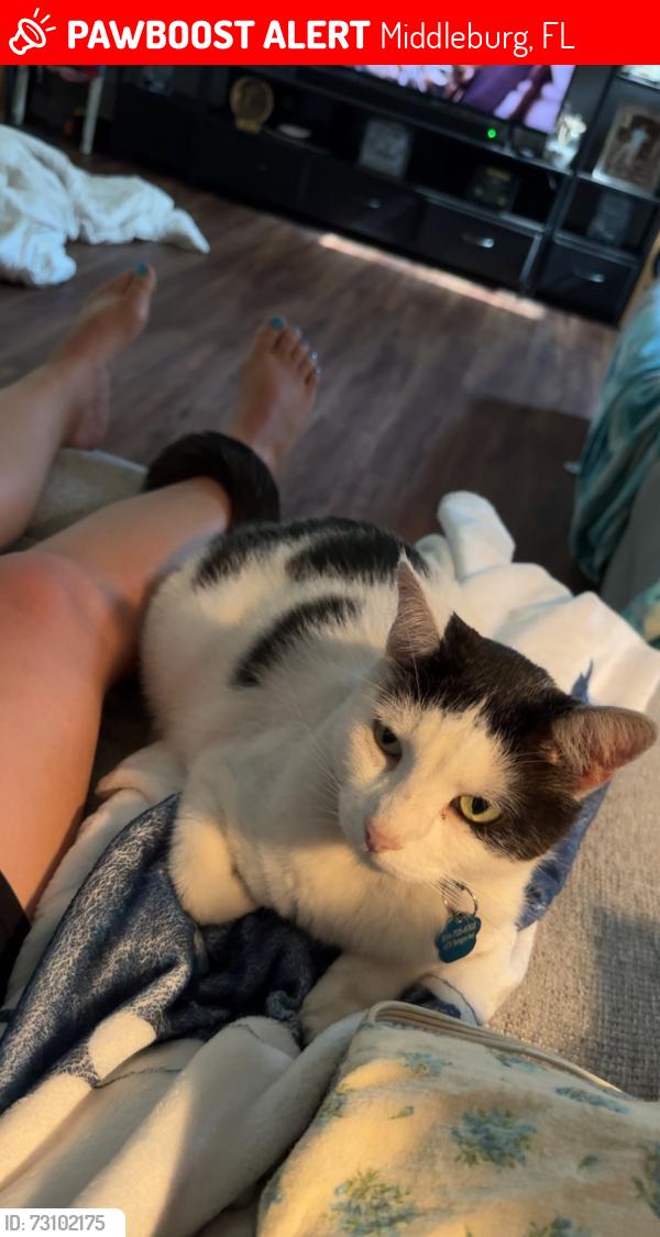 Lost Male Cat last seen Tarragon Ave and Tansy Ave, Middleburg, FL 32068