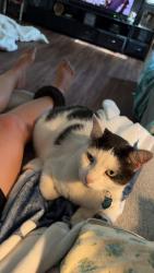 Lost Male Cat last seen Tarragon Ave and Tansy Ave, Middleburg, FL 32068