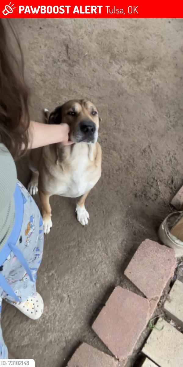 Lost Male Dog last seen Quicktrip, Tulsa, OK 74115