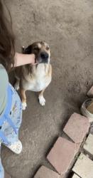 Lost Male Dog last seen Quicktrip, Tulsa, OK 74115