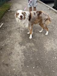 Found/Stray Male Dog last seen Sweetwater lane county park spring valley, Spring Valley, CA 91941