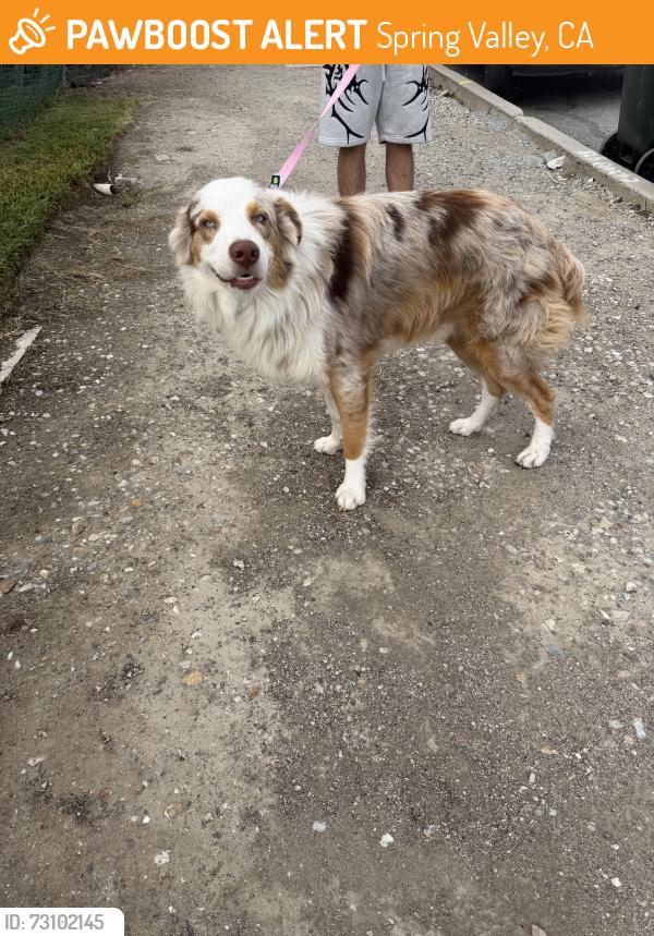 Found/Stray Male Dog last seen Sweetwater lane county park spring valley, Spring Valley, CA 91941