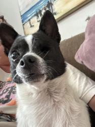 Found/Stray Male Dog last seen Edmondson Pike, Nashville, TN 37220