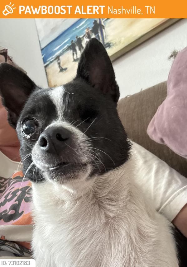 Found/Stray Male Dog last seen Edmondson Pike, Nashville, TN 37220
