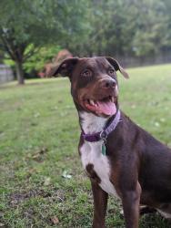 Reunited Female Dog last seen Saulston Rd., Goldsboro, NC 27534