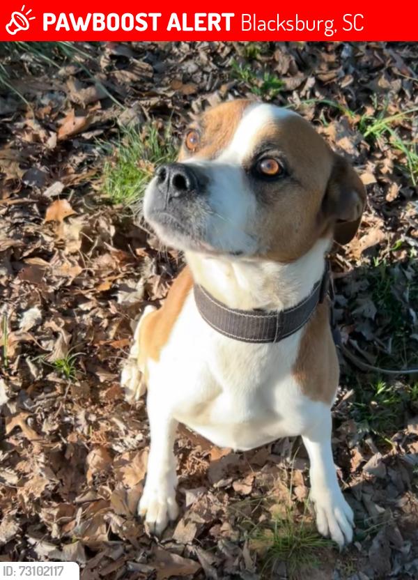 Lost Male Dog last seen Near Billie misty, Blacksburg, SC 29702