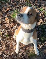 Lost Male Dog last seen Near Billie misty, Blacksburg, SC 29702