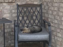 Found/Stray Male Cat last seen Double log cabin road, Wilson County, TN 37087