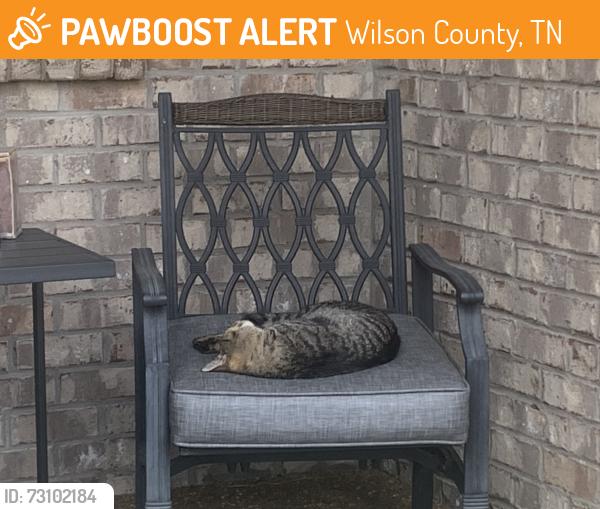 Found/Stray Male Cat last seen Double log cabin road, Wilson County, TN 37087