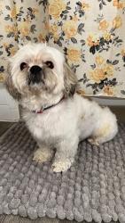 Reunited Male Dog last seen Irvington Rd and Midvale, Tucson, AZ 85746
